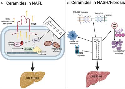 Too Much of a Good Thing? An Evolutionary Theory to Explain the Role of Ceramides in NAFLD